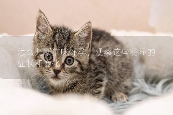 怎么判斷貓咪懷孕，觀察這些明顯的癥狀和變化