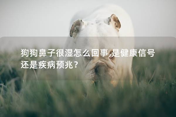 狗狗鼻子很濕怎么回事,是健康信號還是疾病預兆?