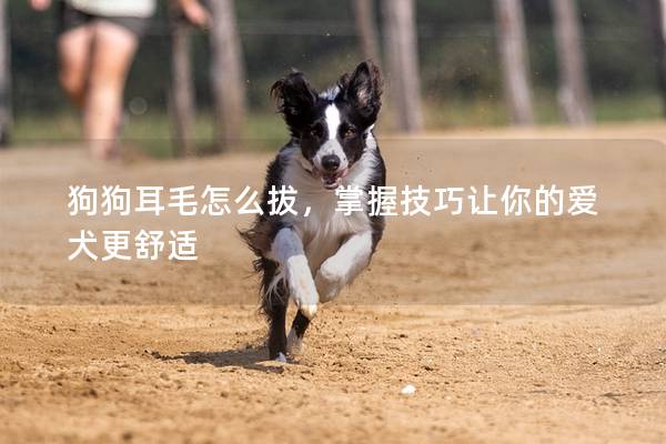 狗狗耳毛怎么拔，掌握技巧讓你的愛犬更舒適