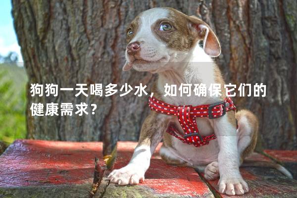 狗狗一天喝多少水，如何確保它們的健康需求？