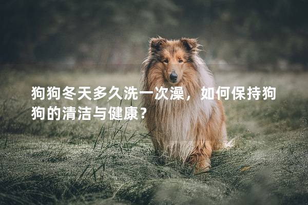 狗狗冬天多久洗一次澡,如何保持狗狗的清潔與健康?