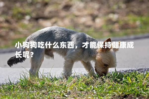 小狗狗吃什么東西，才能保持健康成長呢？
