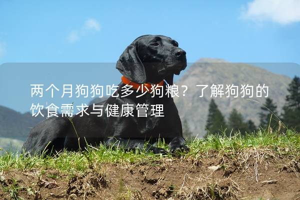 兩個月狗狗吃多少狗糧？了解狗狗的飲食需求與健康管理