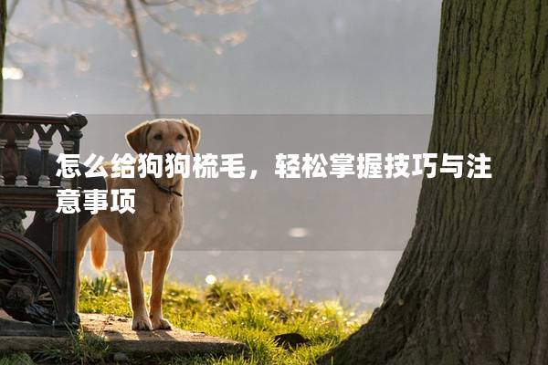 怎么給狗狗梳毛，輕松掌握技巧與注意事項(xiàng)