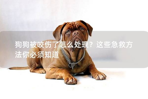 狗狗被咬傷了怎么處理？這些急救方法你必須知道
