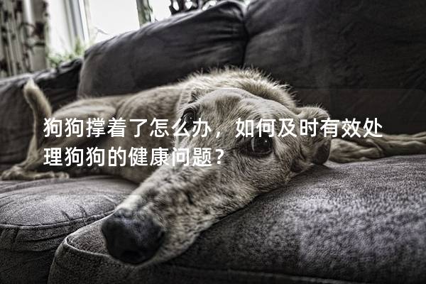 狗狗撐著了怎么辦，如何及時有效處理狗狗的健康問題？