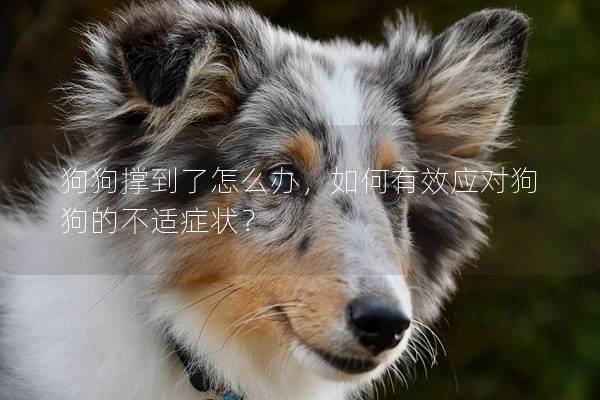 狗狗撐到了怎么辦，如何有效應對狗狗的不適癥狀？
