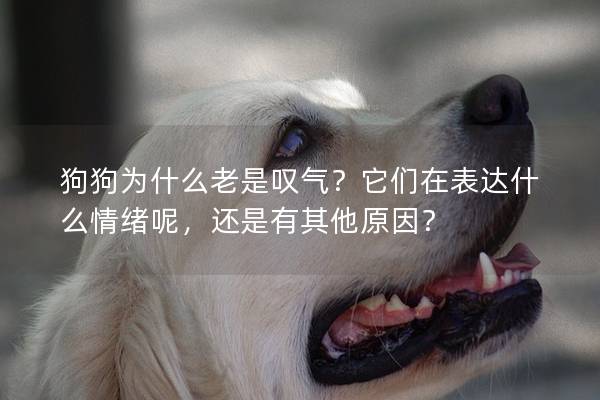 狗狗為什么老是嘆氣？它們在表達什么情緒呢，還是有其他原因？