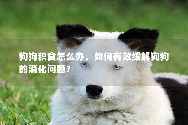 狗狗積食怎么辦，如何有效緩解狗狗的消化問題？