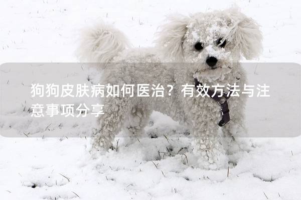 狗狗皮膚病如何醫治？有效方法與注意事項分享