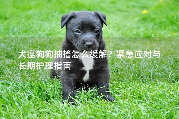 犬瘟狗狗抽搐怎么緩解?緊急應對與長期護理指南