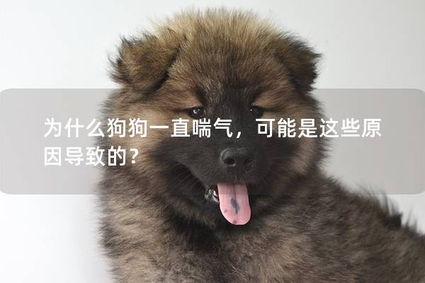 為什么狗狗一直喘氣，可能是這些原因?qū)е碌模?></em><p>為什么狗狗一直喘氣，可能是這些原因?qū)е碌模?/p><span>2024-12-21</span></a></li><li><a title=