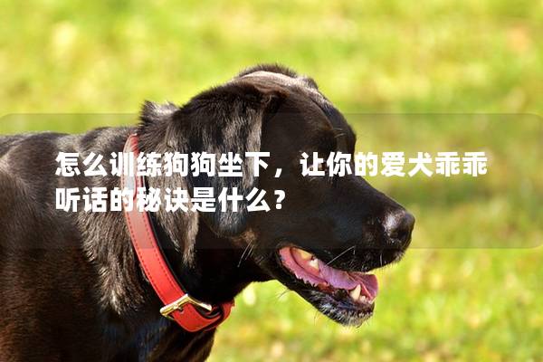 怎么訓練狗狗坐下，讓你的愛犬乖乖聽話的秘訣是什么？