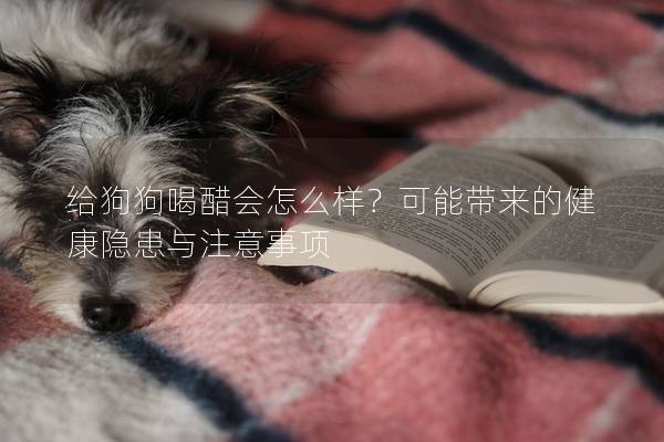 給狗狗喝醋會怎么樣？可能帶來的健康隱患與注意事項