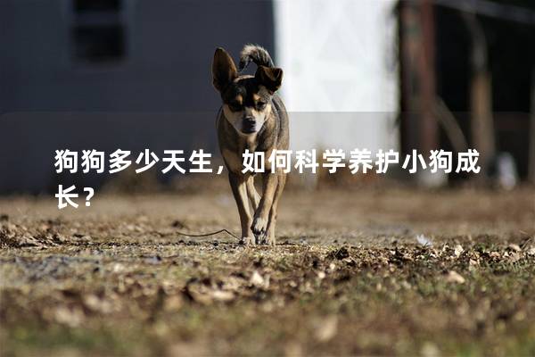 狗狗多少天生，如何科學養護小狗成長？