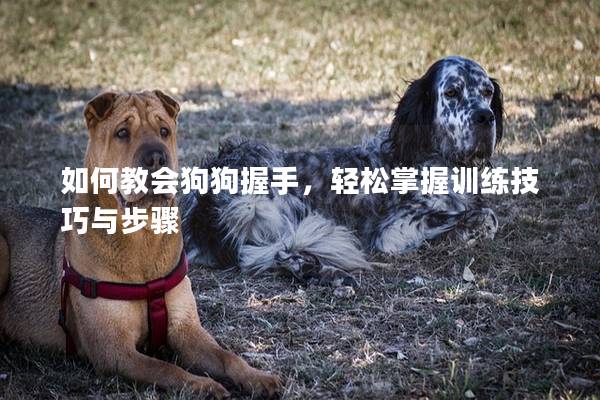 如何教會狗狗握手，輕松掌握訓練技巧與步驟