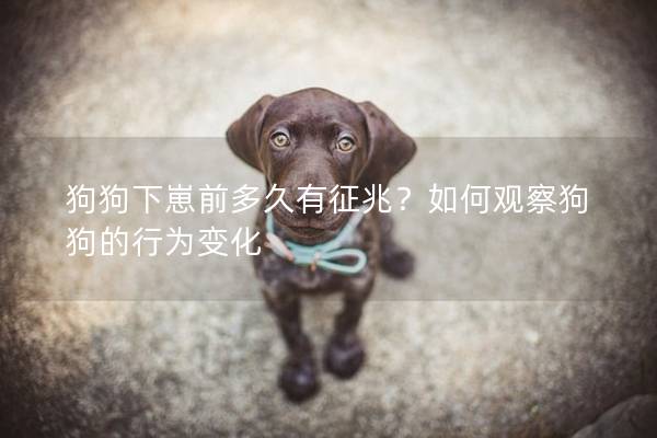 狗狗下崽前多久有征兆？如何觀察狗狗的行為變化