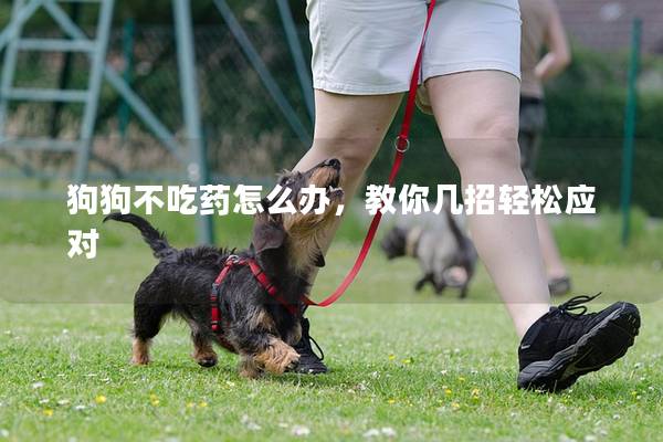 狗狗不吃藥怎么辦，教你幾招輕松應對