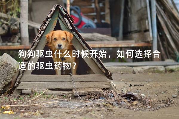 狗狗驅蟲什么時候開始，如何選擇合適的驅蟲藥物？
