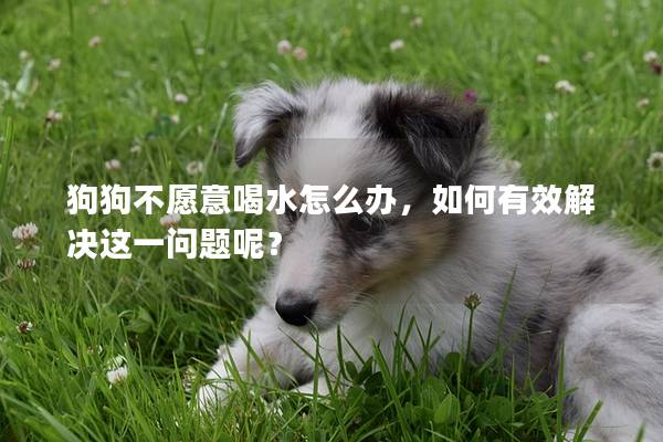 狗狗不愿意喝水怎么辦,如何有效解決這一問題呢? 狗狗不愿意喝水怎么辦,如何有效解決這一問題呢?