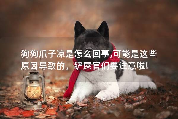 狗狗爪子涼是怎么回事,可能是這些原因?qū)е碌模P屎官們要注意啦!