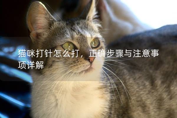 貓咪打針怎么打，正確步驟與注意事項(xiàng)詳解