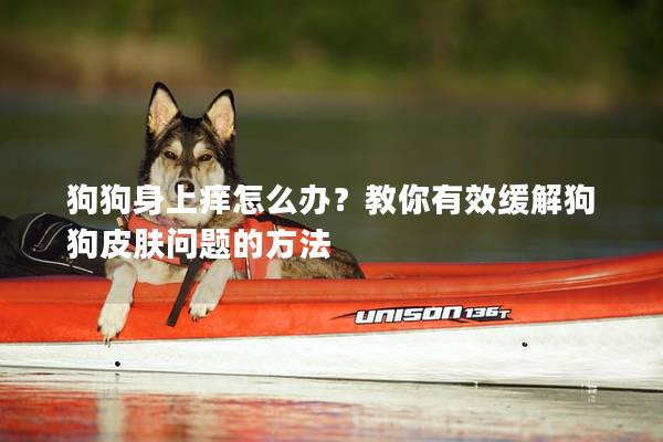 狗狗身上癢怎么辦？教你有效緩解狗狗皮膚問題的方法