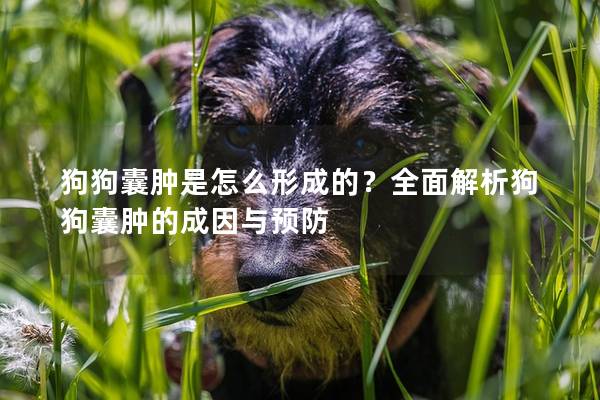 狗狗囊腫是怎么形成的?全面解析狗狗囊腫的成因與預(yù)防 狗狗囊腫是怎么形成的?全面解析狗狗囊腫的成因與預(yù)防