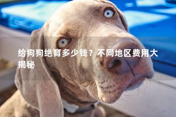 給狗狗絕育多少錢?不同地區(qū)費用大揭秘 給狗狗絕育多少錢?不同地區(qū)費用大揭秘