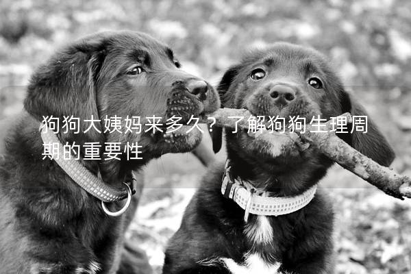 狗狗大姨媽來多久？了解狗狗生理周期的重要性