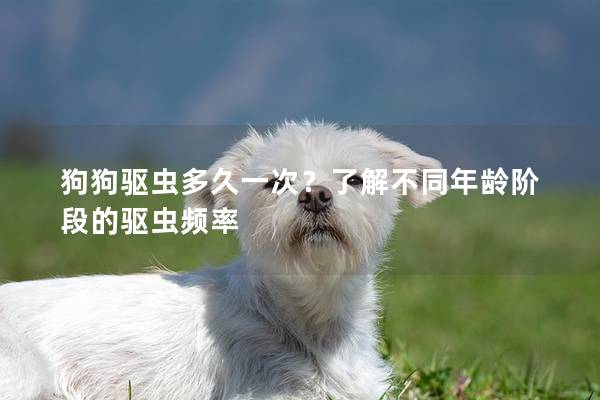 狗狗驅蟲多久一次？了解不同年齡階段的驅蟲頻率