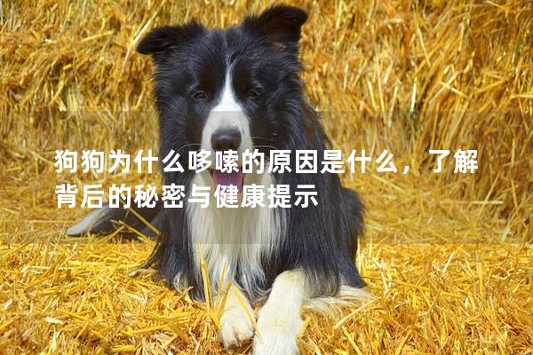 狗狗為什么哆嗦的原因是什么，了解背后的秘密與健康提示