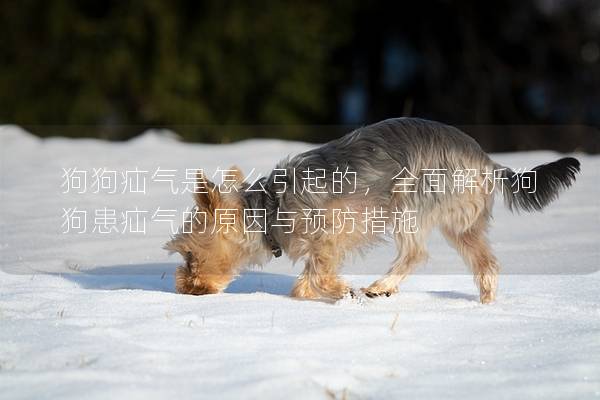 狗狗疝氣是怎么引起的，全面解析狗狗患疝氣的原因與預防措施