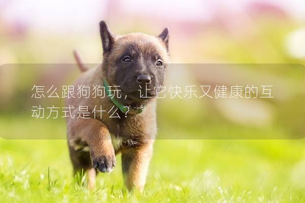 怎么跟狗狗玩,讓它快樂又健康的互動方式是什么? 怎么跟狗狗玩,讓它快樂又健康的互動方式是什么?