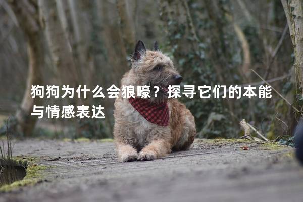 狗狗為什么會(huì)狼嚎？探尋它們的本能與情感表達(dá)