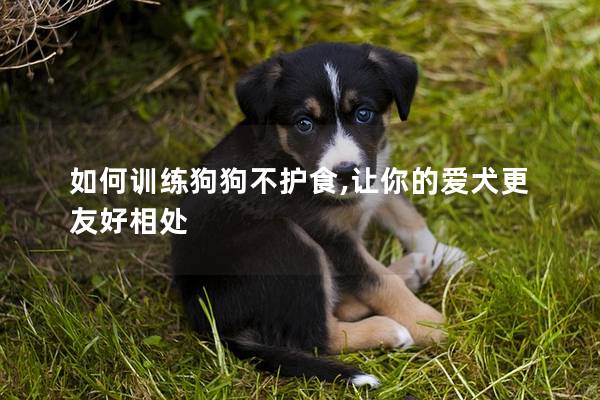 如何訓(xùn)練狗狗不護(hù)食,讓你的愛(ài)犬更友好相處