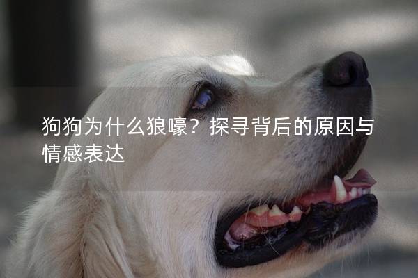狗狗為什么狼嚎？探尋背后的原因與情感表達