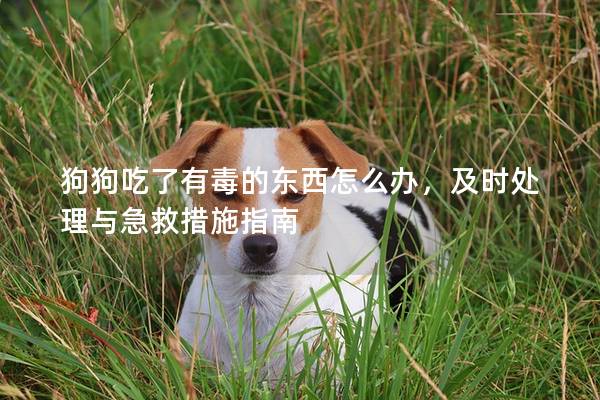 狗狗吃了有毒的東西怎么辦，及時處理與急救措施指南