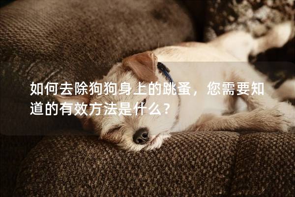 如何去除狗狗身上的跳蚤，您需要知道的有效方法是什么？