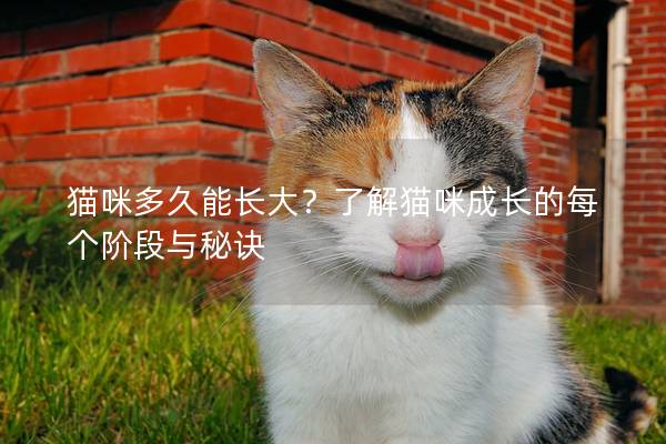 貓咪多久能長大?了解貓咪成長的每個階段與秘訣 貓咪多久能長大?了解貓咪成長的每個階段與秘訣