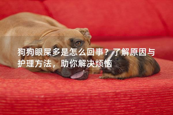 狗狗眼屎多是怎么回事？了解原因與護理方法，助你解決煩惱