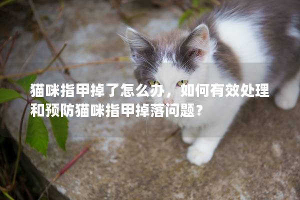 貓咪指甲掉了怎么辦，如何有效處理和預防貓咪指甲掉落問題？