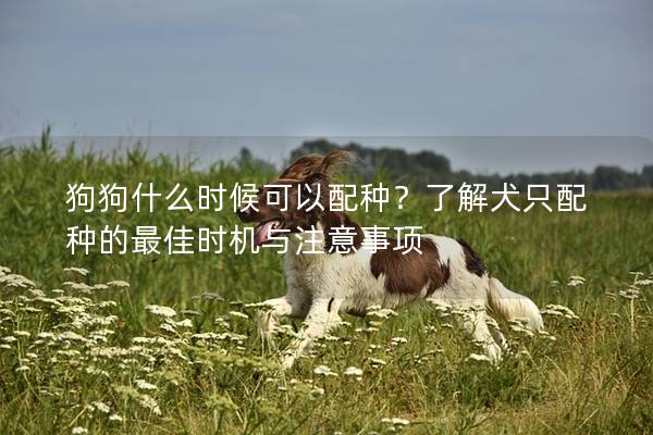 狗狗什么時(shí)候可以配種？了解犬只配種的最佳時(shí)機(jī)與注意事項(xiàng)