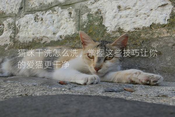 貓咪干洗怎么洗，掌握這些技巧讓你的愛貓更干凈