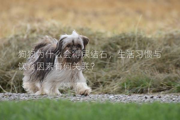 狗狗為什么會(huì)得尿結(jié)石,生活習(xí)慣與飲食因素有何關(guān)聯(lián)? 狗狗為什么會(huì)得尿結(jié)石,生活習(xí)慣與飲食因素有何關(guān)聯(lián)?