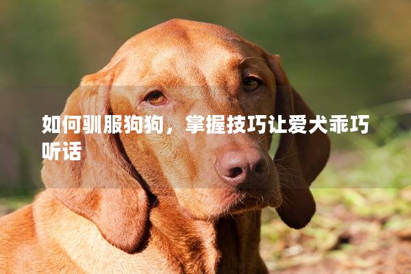如何馴服狗狗,掌握技巧讓愛犬乖巧聽話 如何馴服狗狗,掌握技巧讓愛犬乖巧聽話