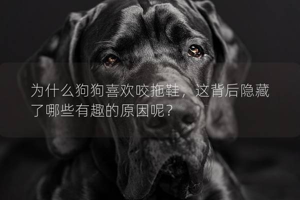 為什么狗狗喜歡咬拖鞋，這背后隱藏了哪些有趣的原因呢？
