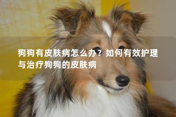 狗狗有皮膚病怎么辦？如何有效護理與治療狗狗的皮膚病
