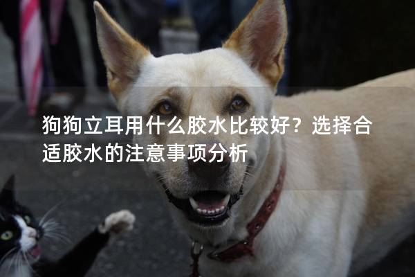 狗狗立耳用什么膠水比較好？選擇合適膠水的注意事項分析