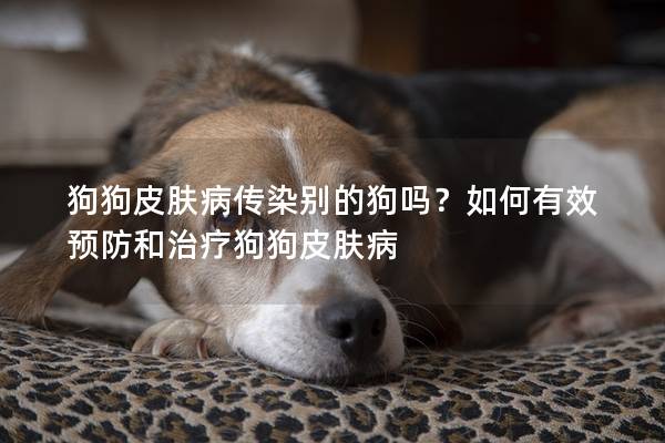 狗狗皮膚病傳染別的狗嗎?如何有效預防和治療狗狗皮膚病 狗狗皮膚病傳染別的狗嗎?如何有效預防和治療狗狗皮膚病